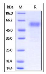 Rabbit PD-1, Fc Tag on SDS-PAGE under reducing (R) condition. The gel was stained overnight with Coomassie Blue. The purity of the protein is greater than 95%.